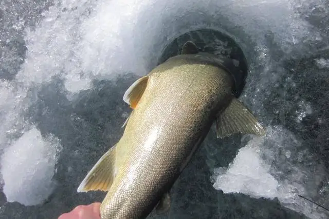 Photo of Lake Trout Release on Ice