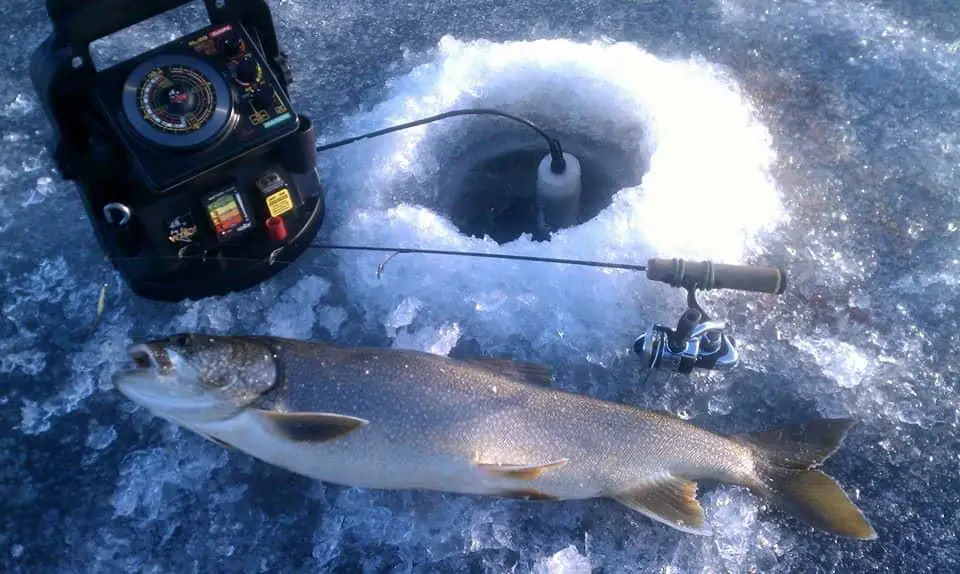 Photo of Lake Trout on the Ice