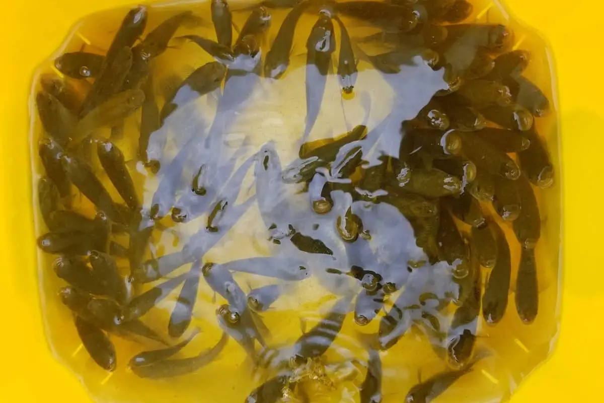 Photo of Minnows in a Bucket