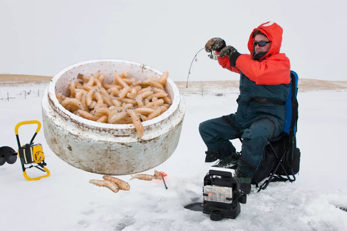 Photo of spikes and Ice Fisherman