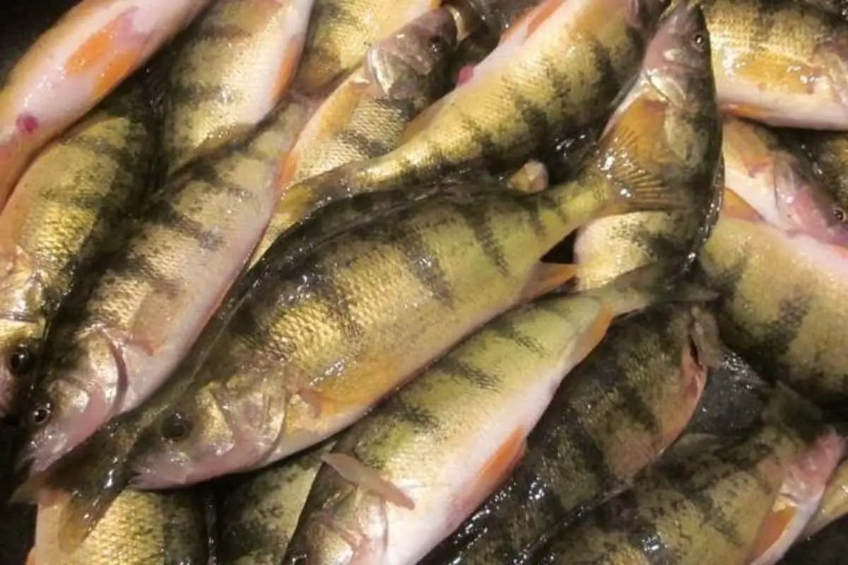 Photo of Sink Full of Perch