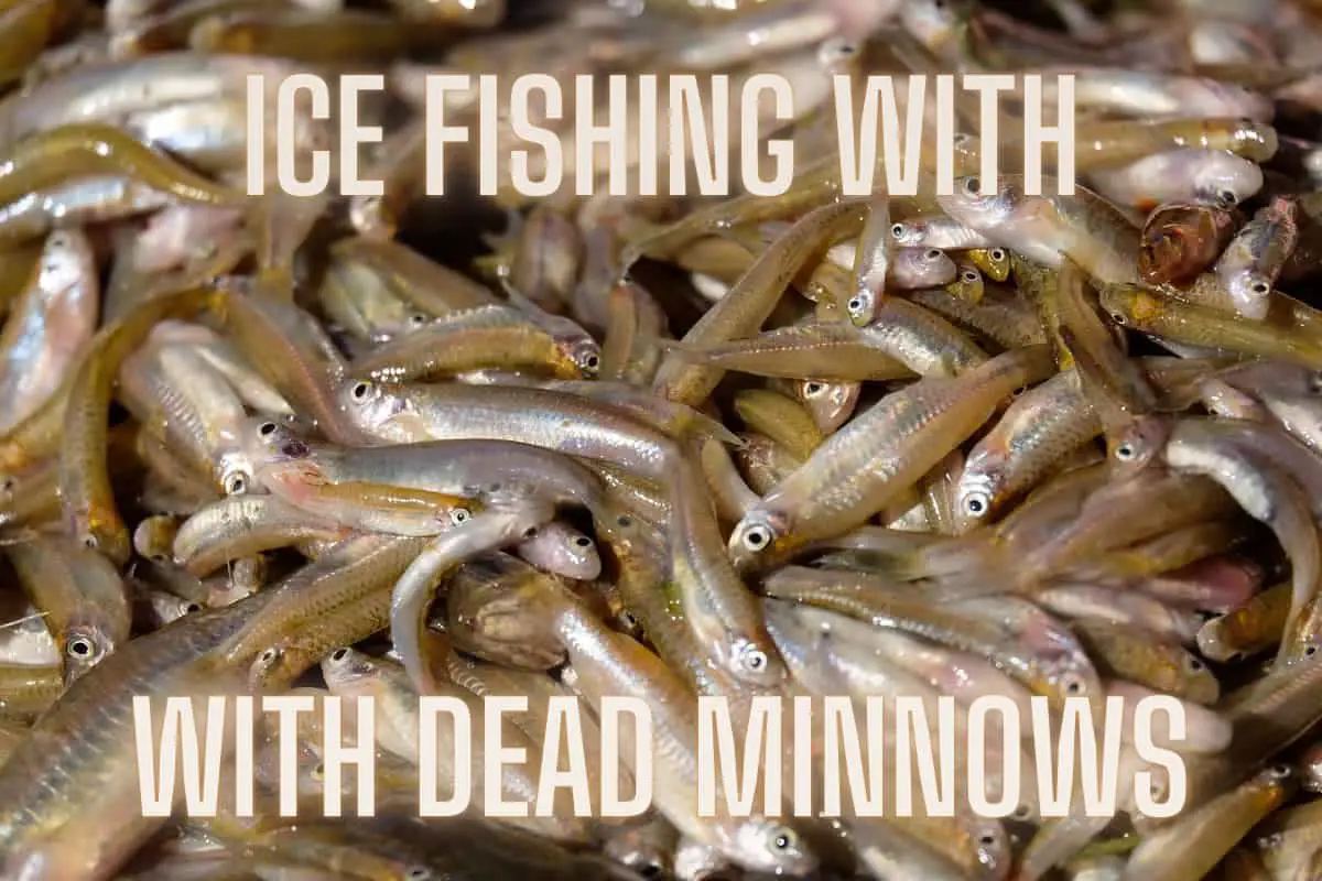Photo of Dead Minnows Blog Page