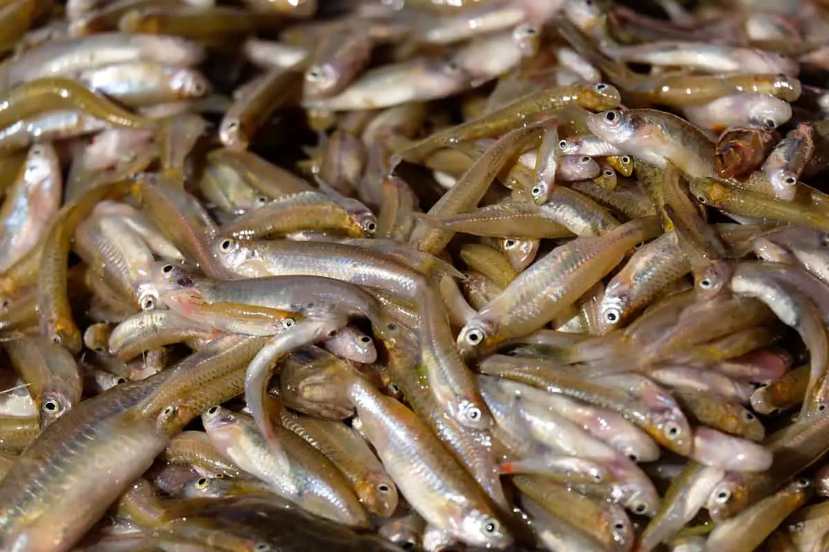 Photo of Dead Minnows